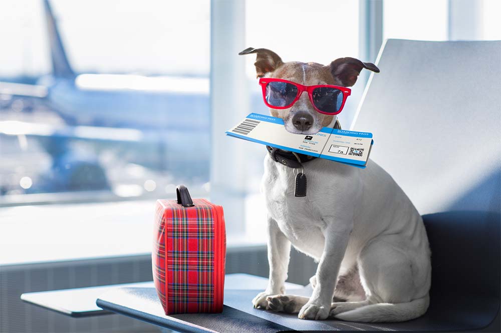 Algunos consejos para viajar en vuelo aéreo con su mascota - AutoTravelMiami